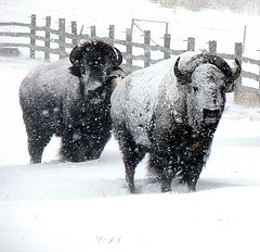 bison