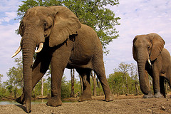 African elephant