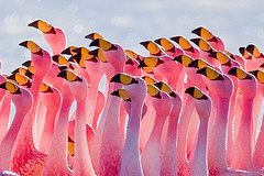 flamingoes