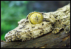 gecko