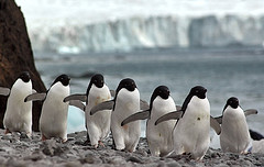 penguins