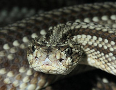 rattlesnake