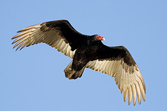 turkey vulture