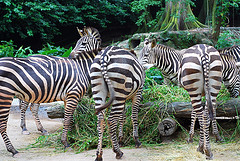 zebra