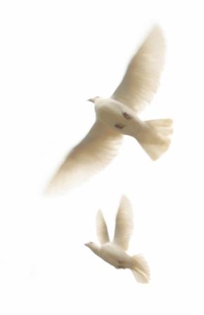 doves