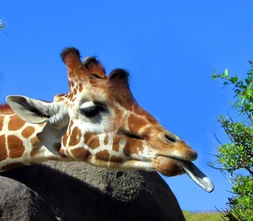 giraffe with tongue out