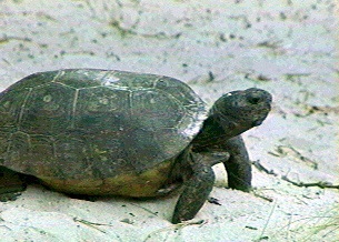 turtle