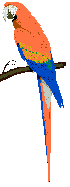 parrot