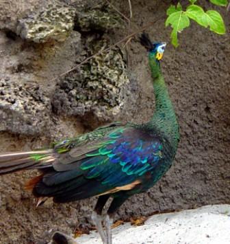 peacock