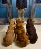 Animal Shelter Dogs