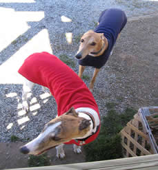 Greyhound Therapy Dogs