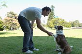 Training Dog