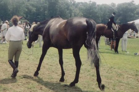 Lezlie and Andrew the horse
