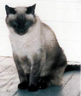 siamese cat Joey Yo Yo